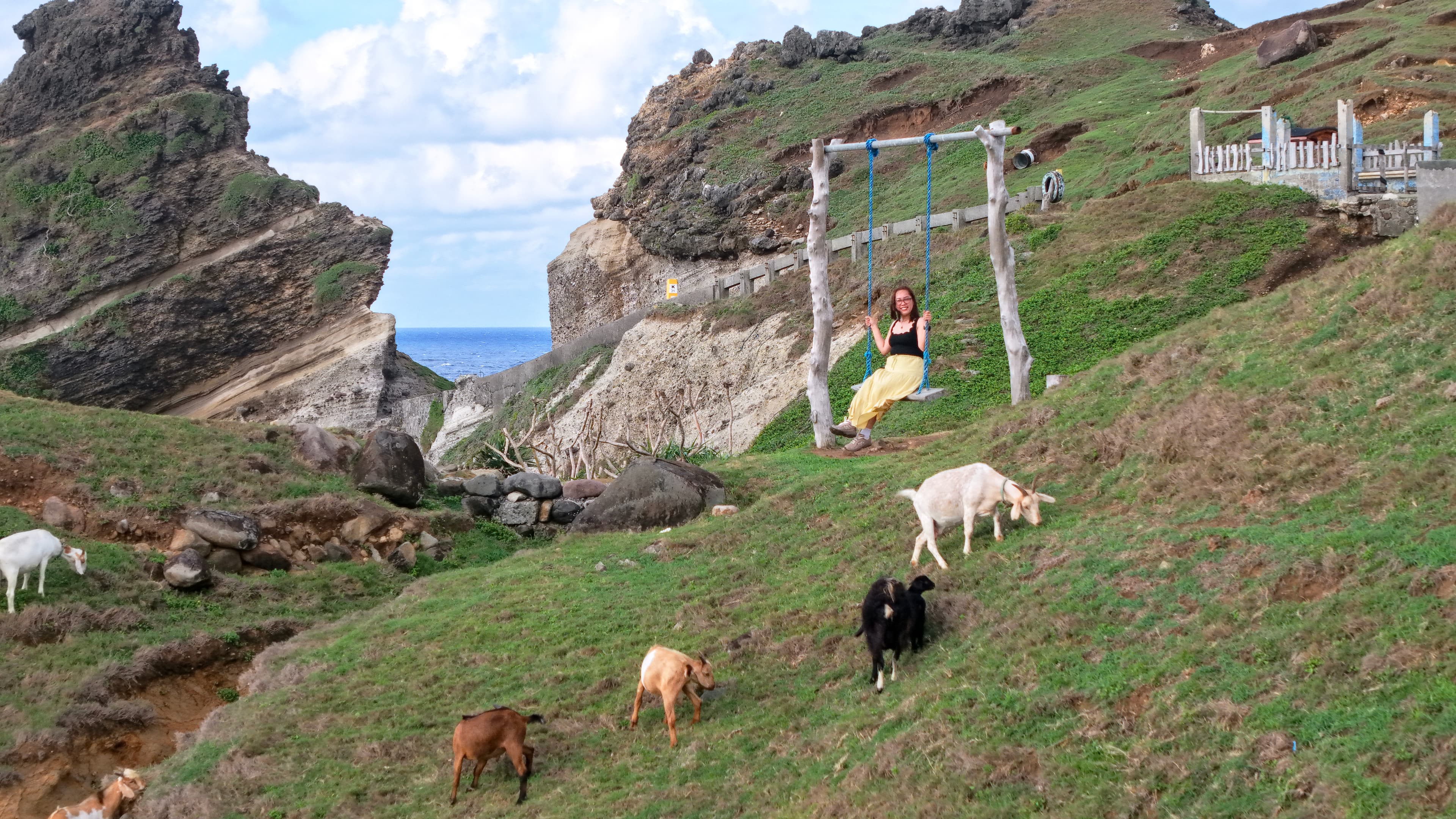A traveler on a swing among goats on a rocky coastal hillside